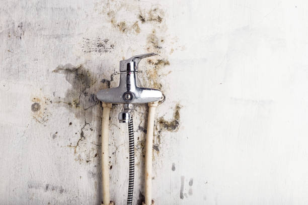 Best Emergency Mold Removal  in Statesboro, GA