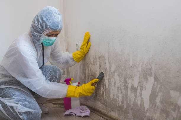 Best Attic Mold Removal  in Statesboro, GA
