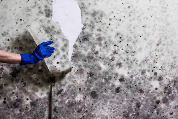 Trusted Statesboro, GA Mold Removal Experts